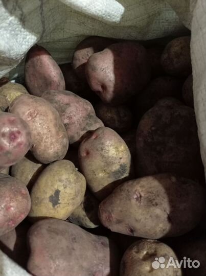Продам картофель