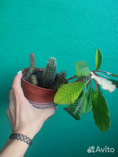 Кактусы, суккуленты, другие цветы и растения