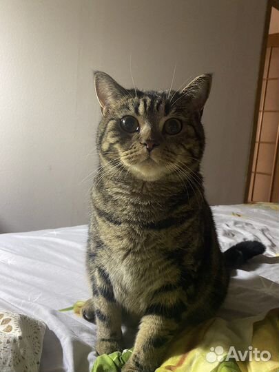 Кошка