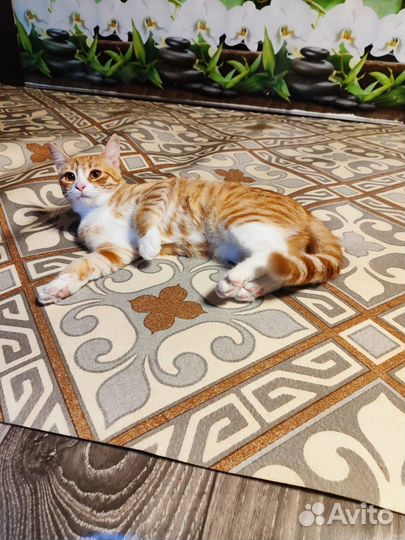 Рыженькое сокровище 6 мес в дар