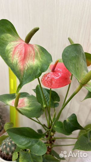 Антуриум, кактусы, мурайя