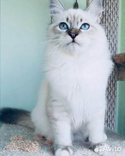 Невская маскарадная