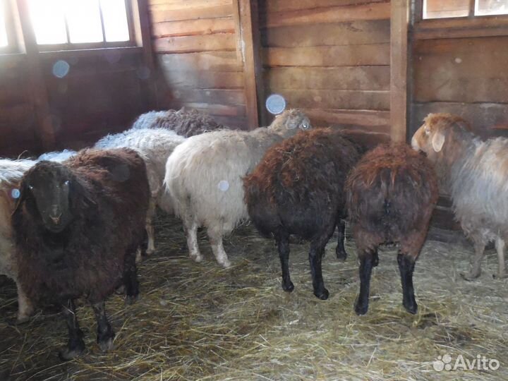Бараны ягнята овцы