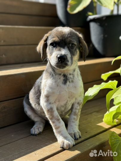 Щенки маленькой породы