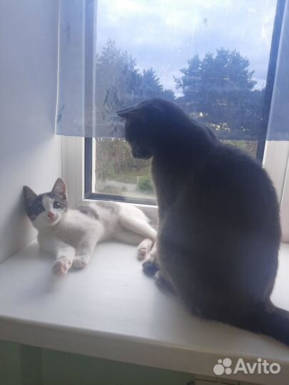 Молодой котик