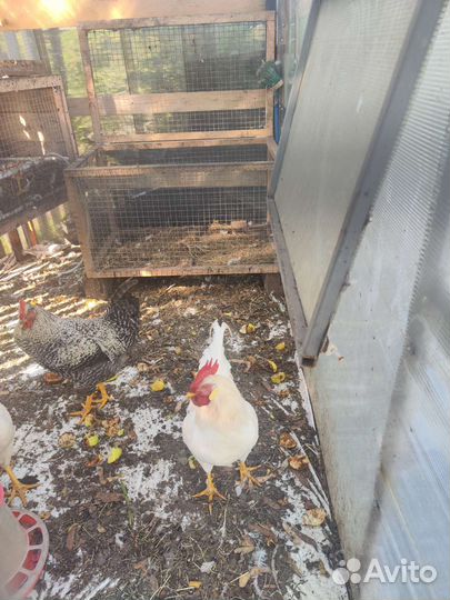 Куры петухи
