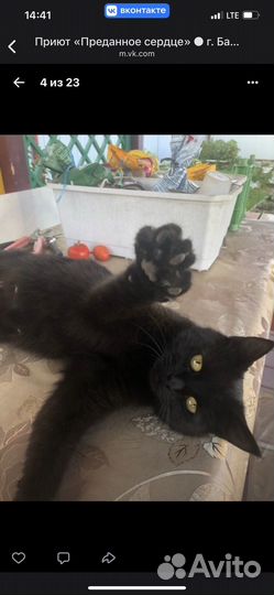 Кошка в дар