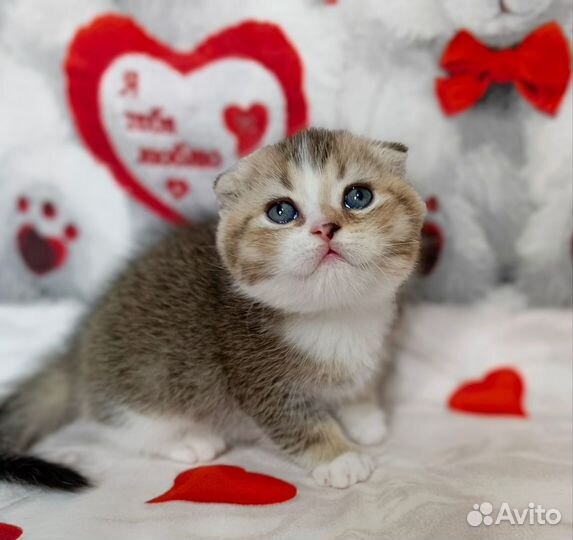 Шотландский котёнок