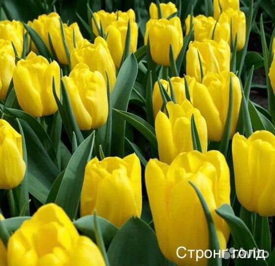 Тюльпаны оптом