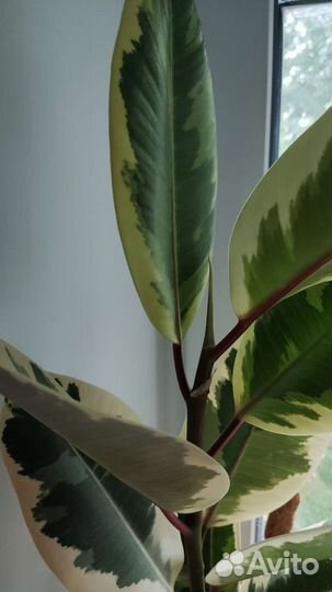 Фикус каучуконосный большой