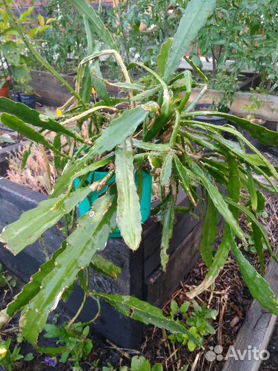 Комнатные растения цветы