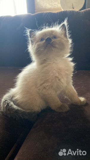 Невские маскарадные котята