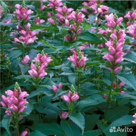 Хелоне косая