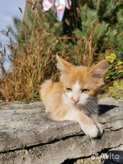 Котенок в добрые руки