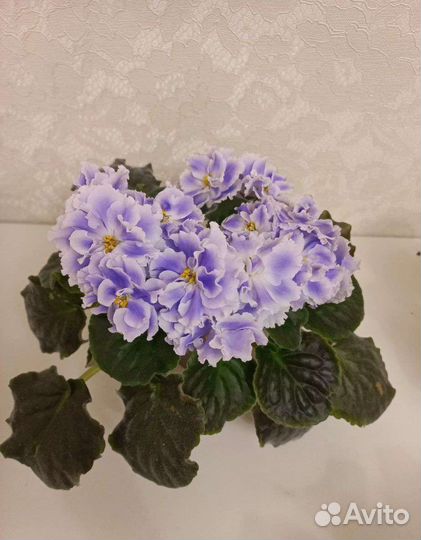 Сортовые фиалки