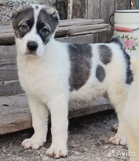 Среднеазиатская овчарка