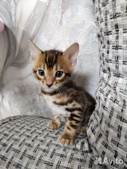 Бенгальские котята