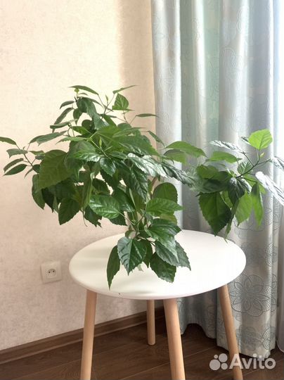 Гибискус китайская роза