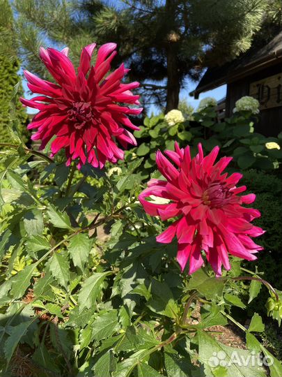 Георгина - королева Сада (цветы)