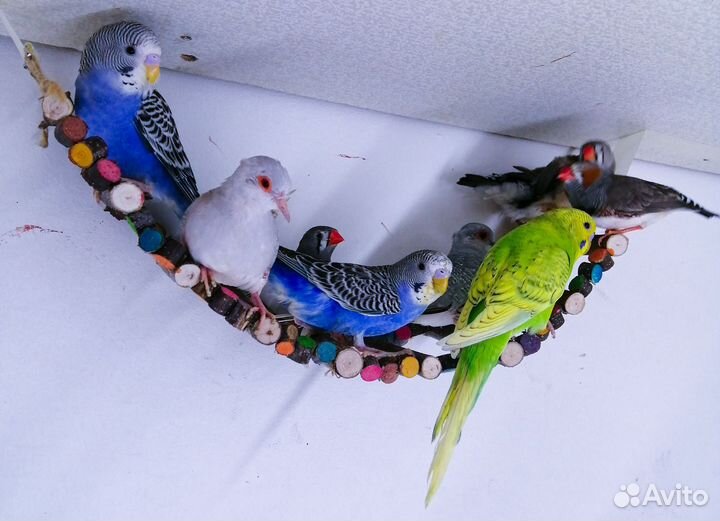 Волнистый попугай малыши