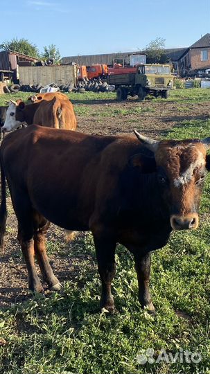 Быки живым весом