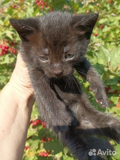 Котёнок черненький