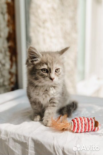 Девочка для пристройства