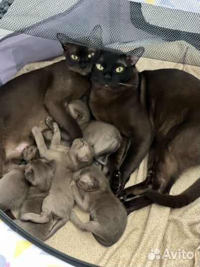 Котенок Европейской Бурмы девочка