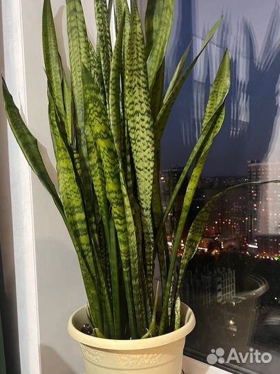 Сансевиерия, тещин язык