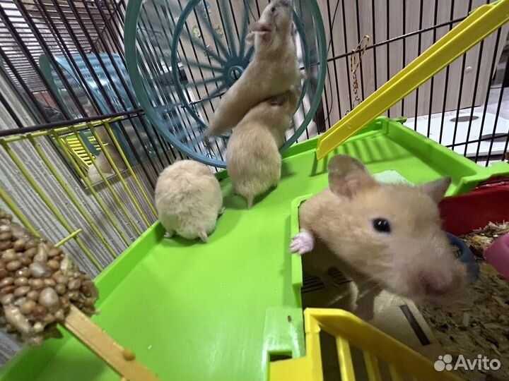 Сирийский хомяк, в хорошие руки