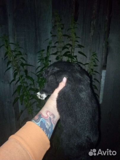 Щенки, собака, на охрану, в частный дом, метисы