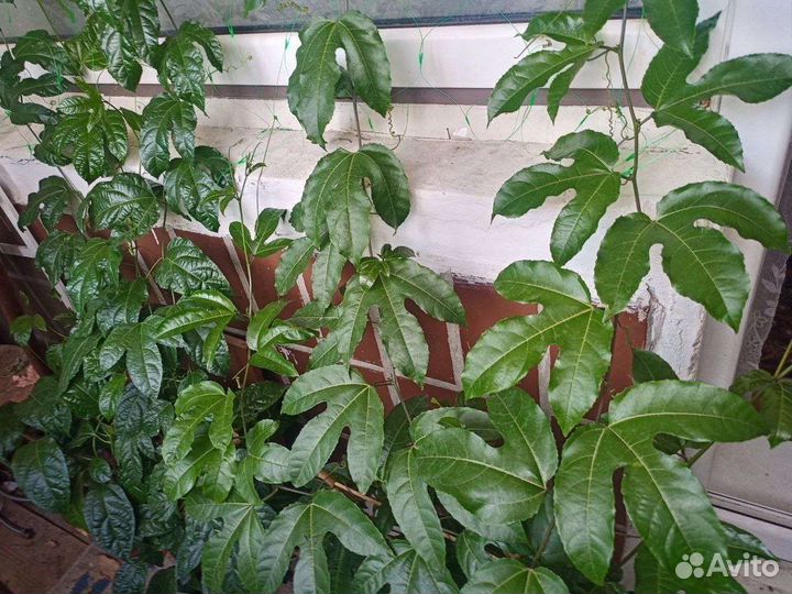 Пассифлора