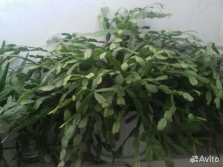 Цветок декабрист многолетник алого цвета