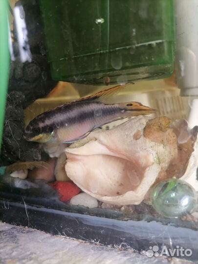 Рыбки, растения