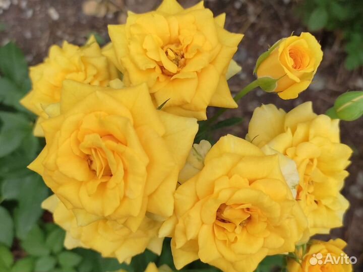 Розы кусты