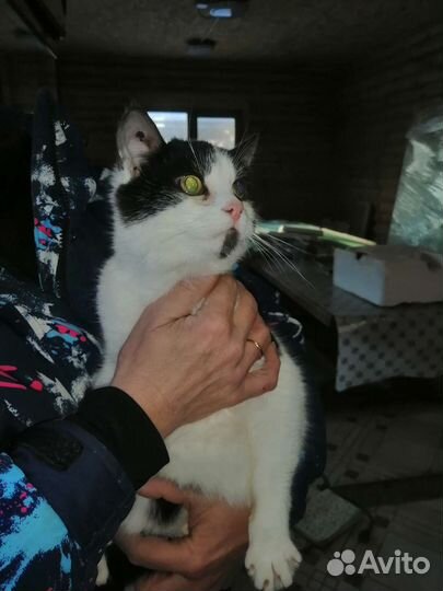 Котик Флинт 2 года кастрирован с доставкой