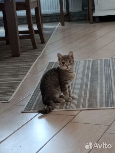 Британский котенок