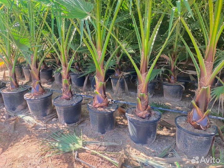 Пальма Вашингтония опт