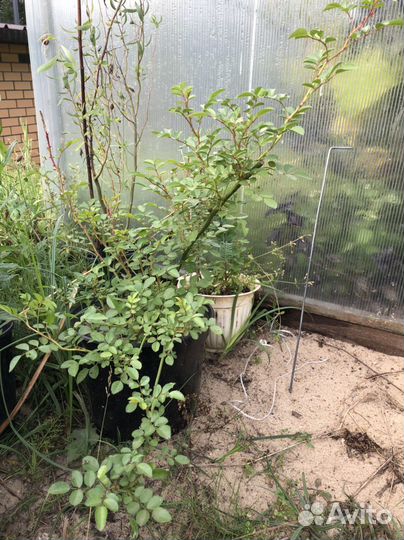 Розы в горшках