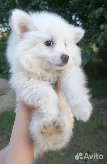 Собака