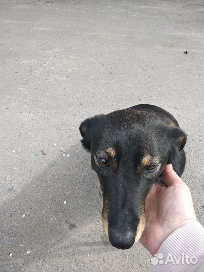 Собака в добрые руки