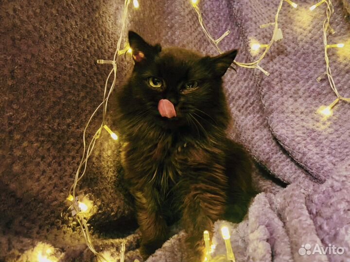 Красивая кошечка