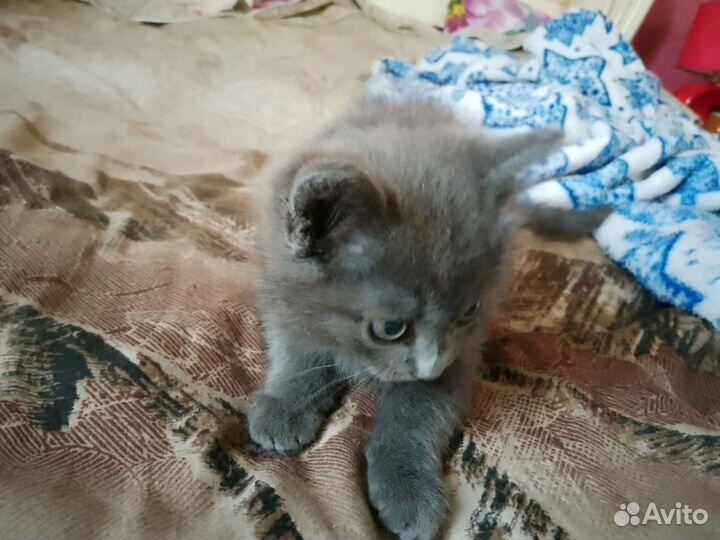 Очаровательный мальчишка