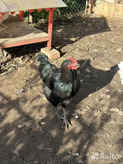 Молодые петухи