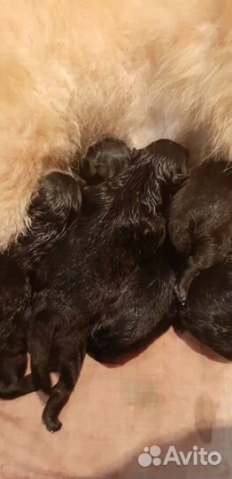 Вязка немецкий шпиц малый