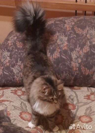 Кот