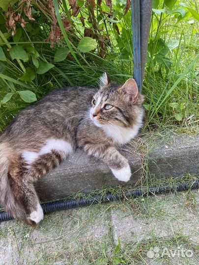 Кот мечты в добрые руки