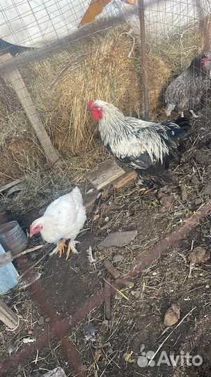 Петухи