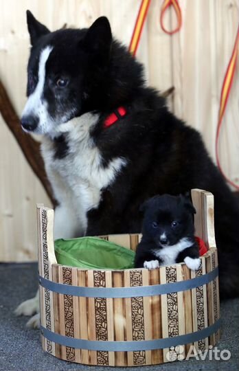 Метисы русской европейской лайки