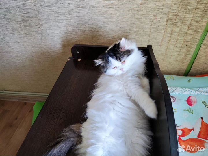 Котики бесплатно в добрые руки